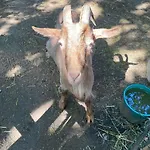 Pansiyon Dwor Mysinek Grabowiec (Starogard, Pomerania)