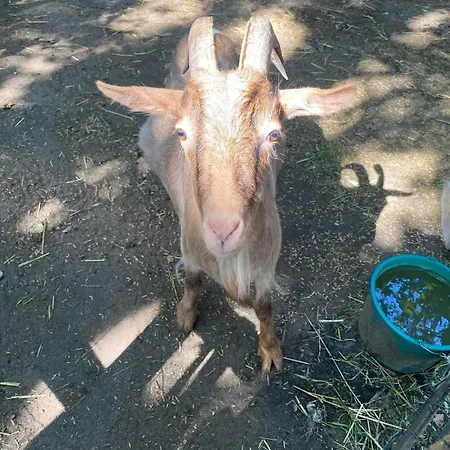 Проживание в семье Dwor Mysinek Grabowiec (Starogard, Pomerania)
