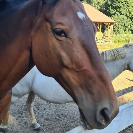 Homestay Dwor Mysinek