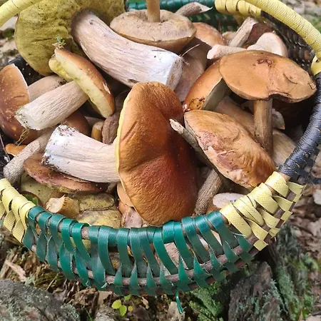 Dwor Mysinek Homestay *