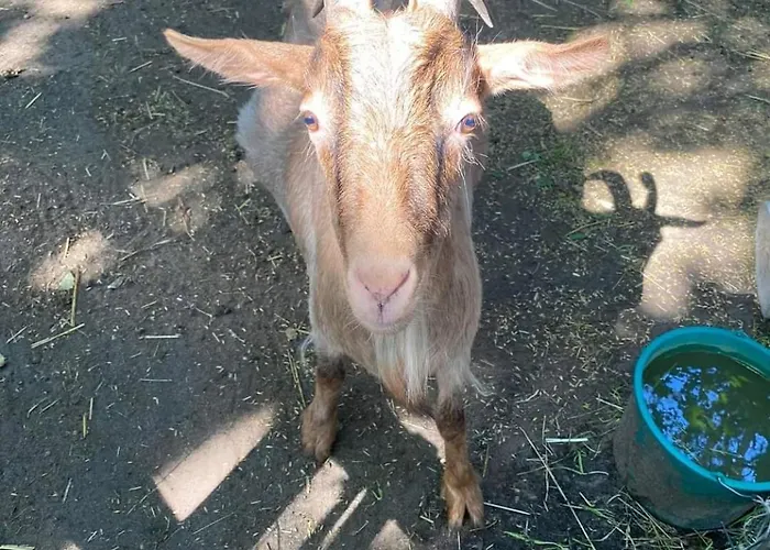 Homestay szállás Dwor Mysinek Grabowiec