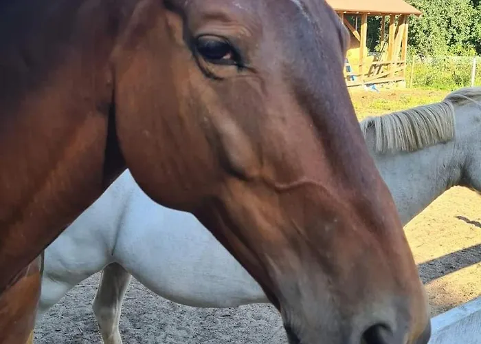 Homestay szállás Dwor Mysinek