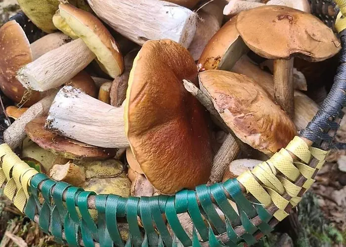 Dwor Mysinek Homestay szállás *